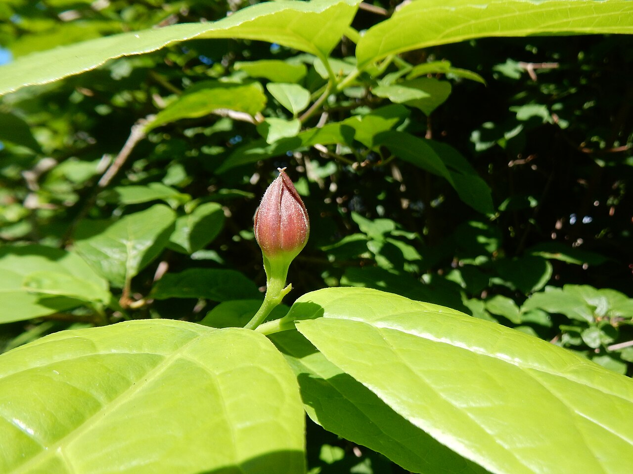 Calycanthus raulstonii