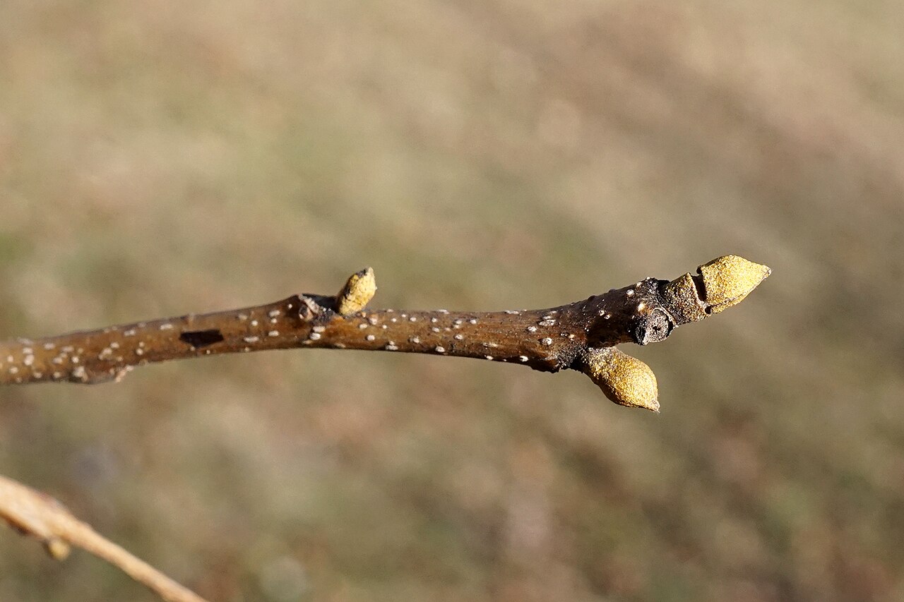 Carya cordiformis