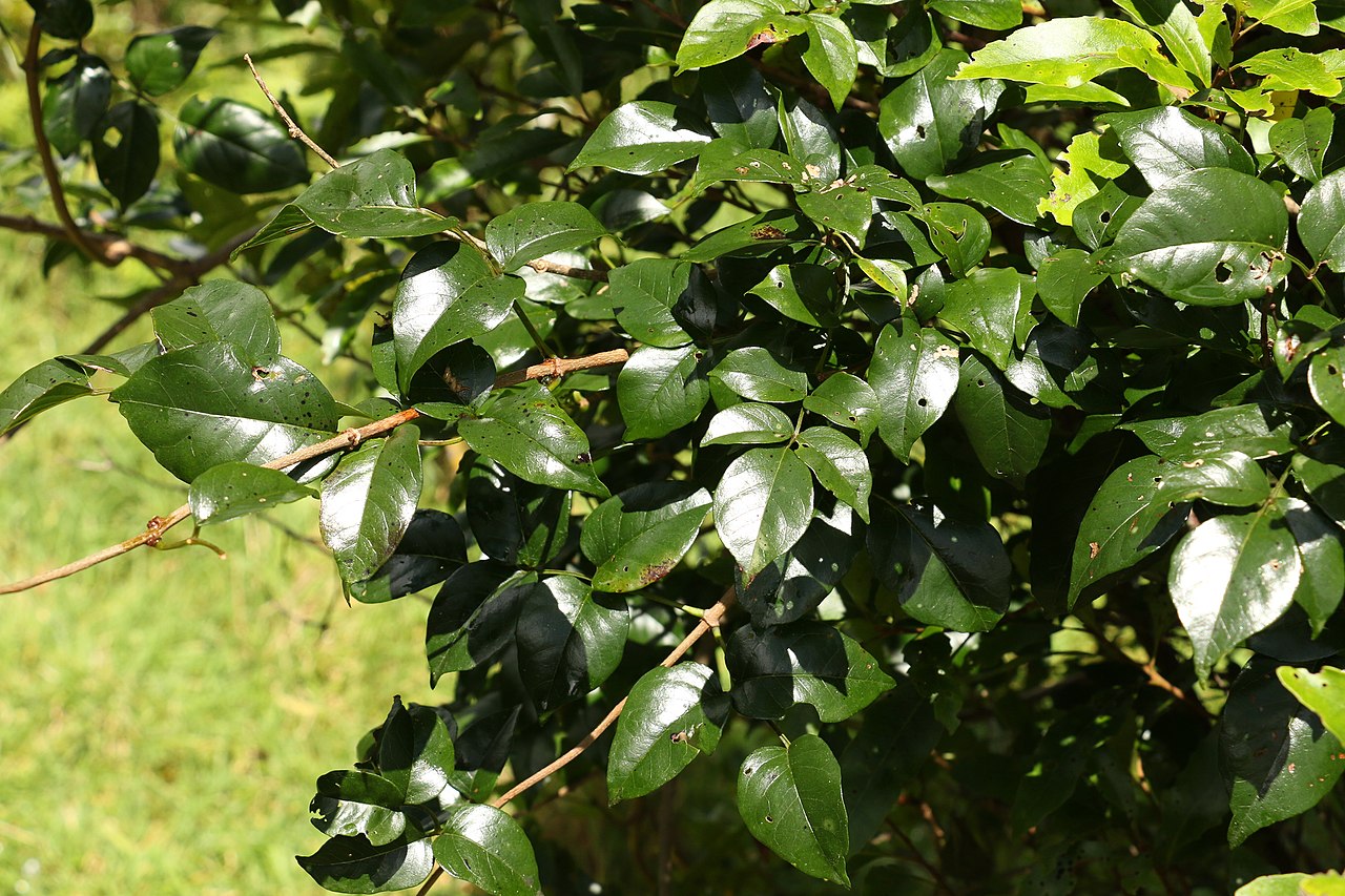Pandorea floribunda