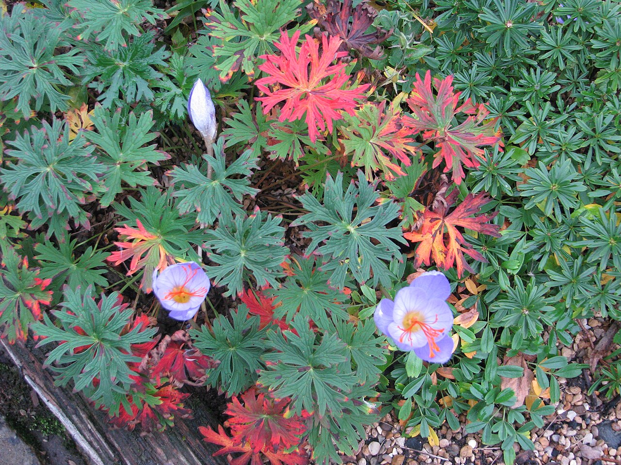 Geranium caeruleatum