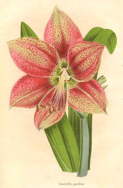 Hippeastrum pardinum