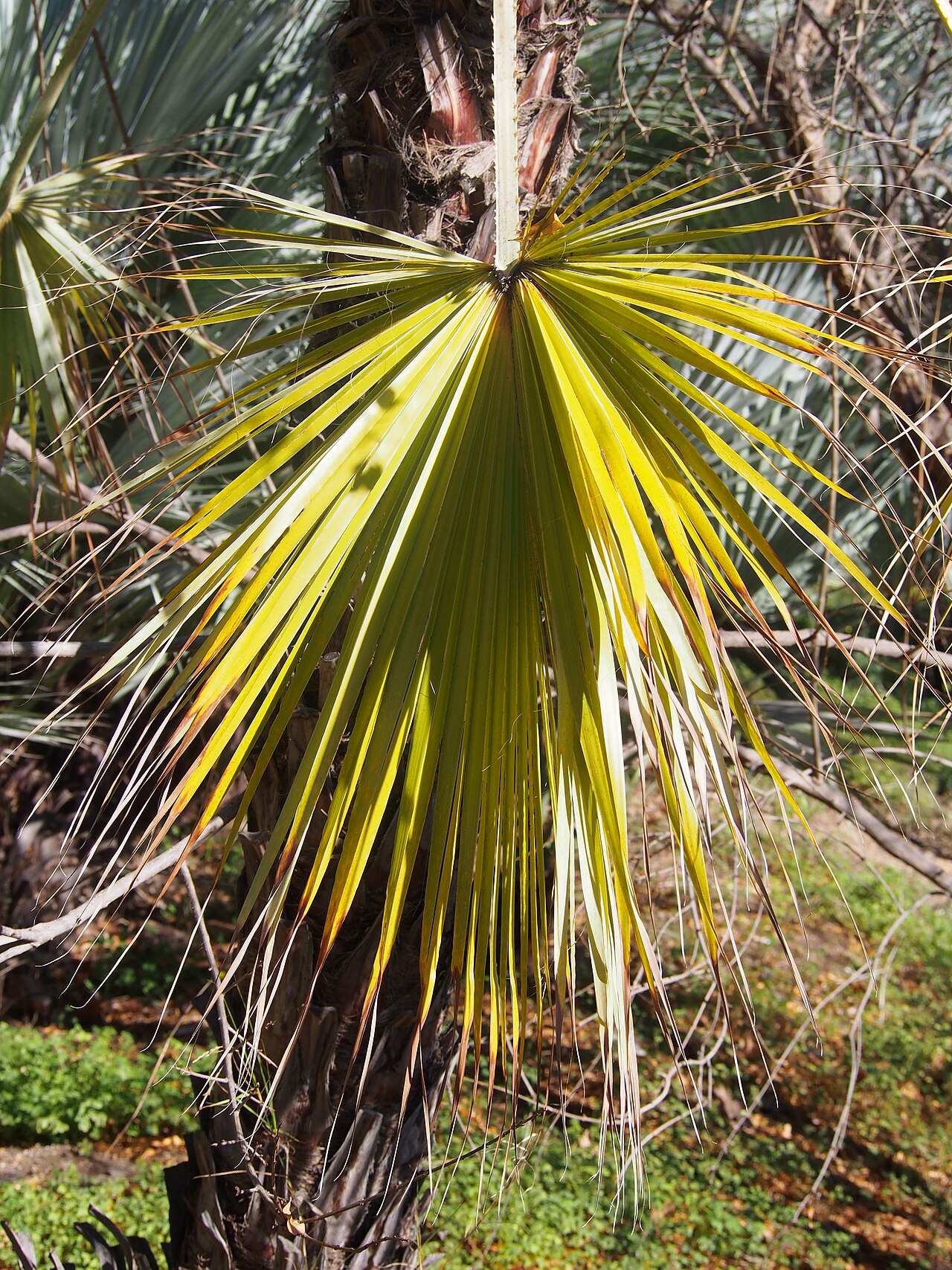 Brahea dulcis