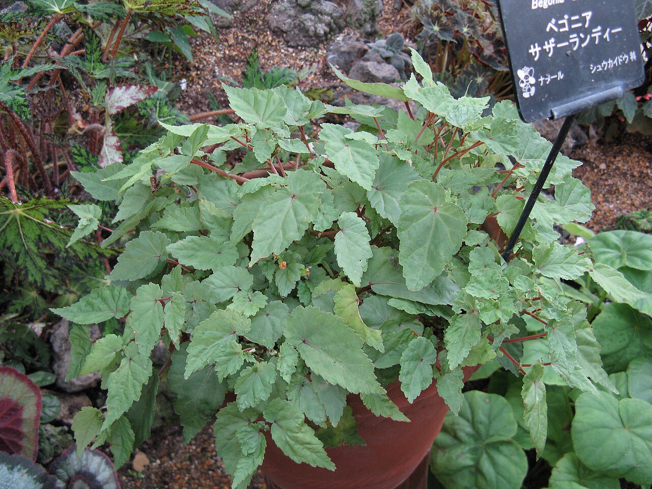 Sutherland begonia and as iwozya in Kima