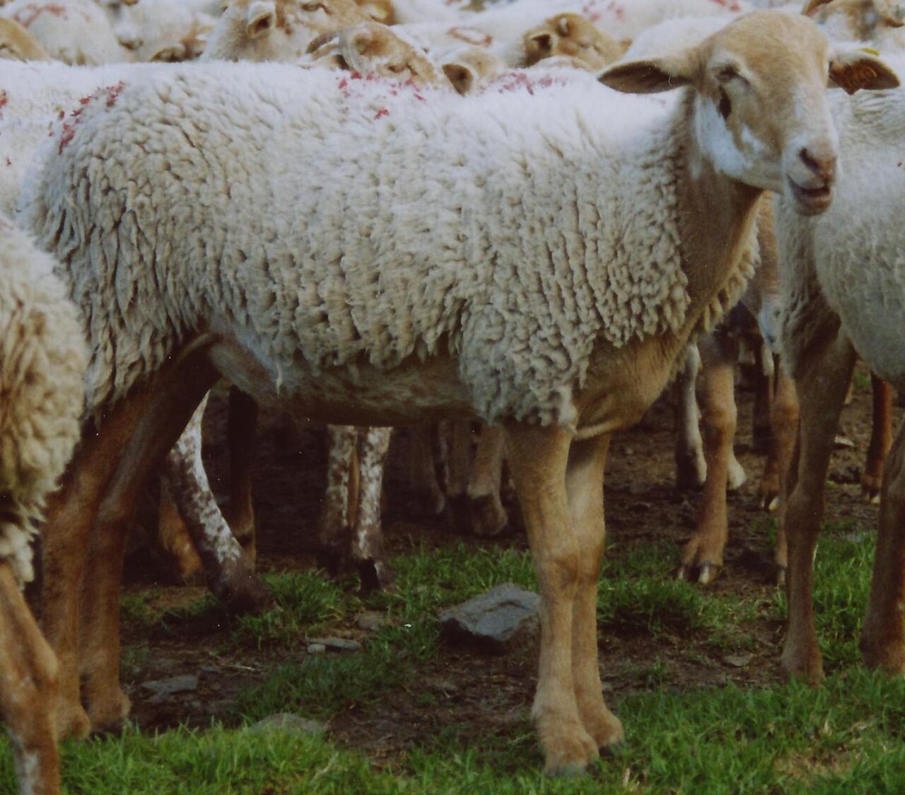 Castillonnaise sheep