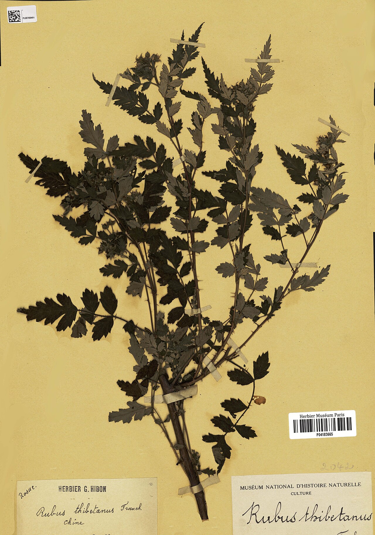 Rubus thibetanus