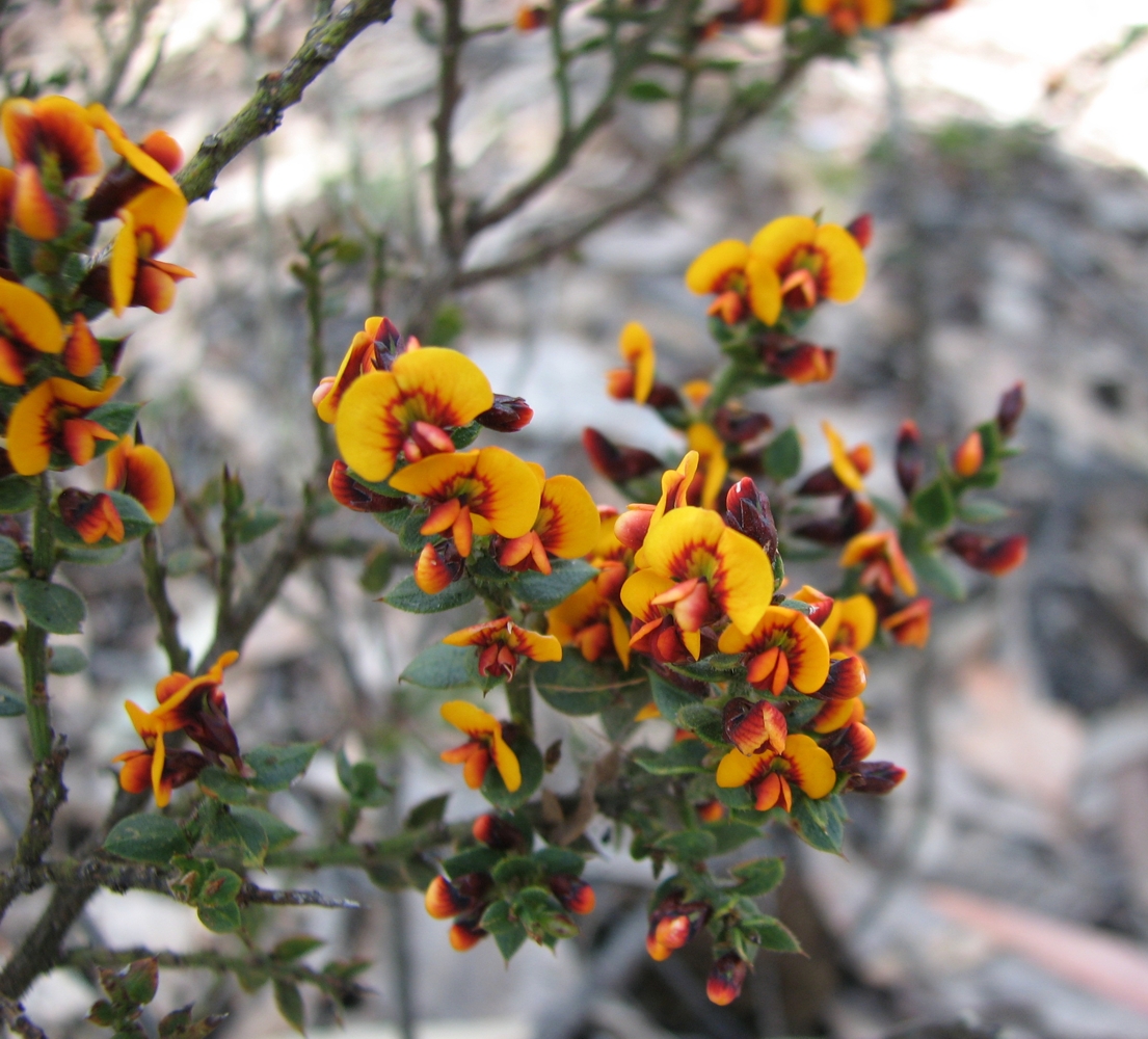 Daviesia ulicifolia