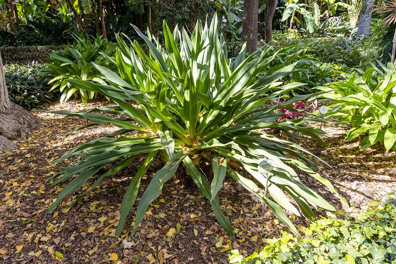 Crinum pedunculatum