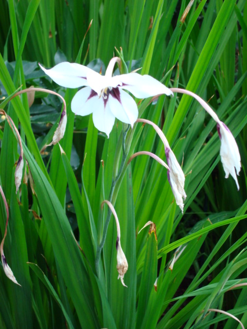 Gladiolus murielae
