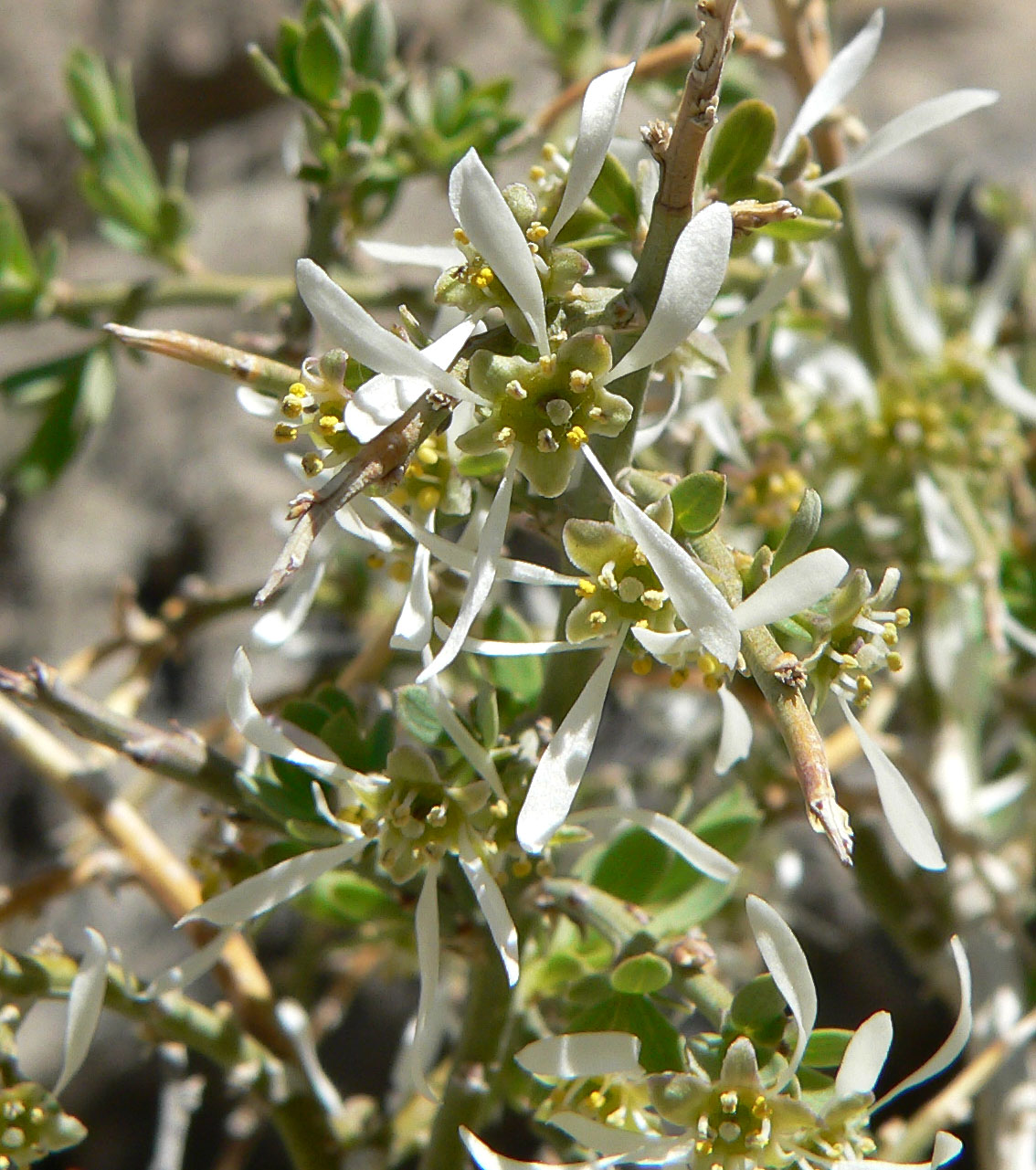Glossopetalon spinescens
