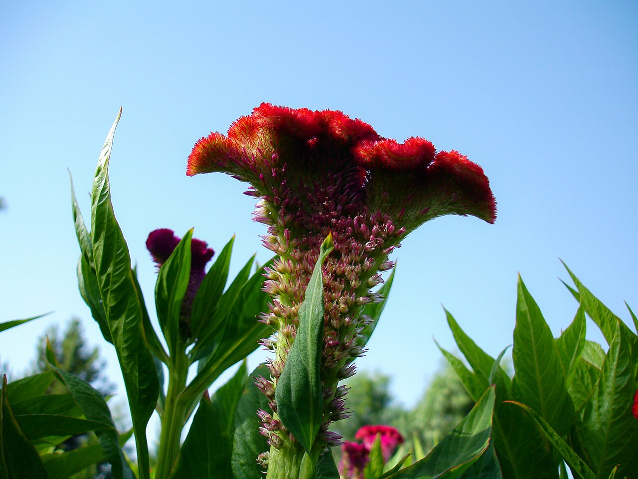 Celosia persicaria