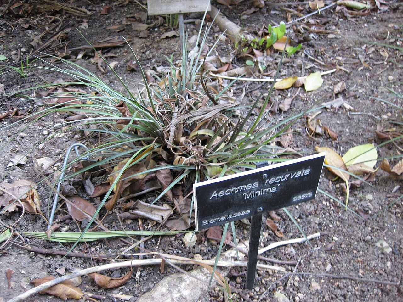 Aechmea recurvata
