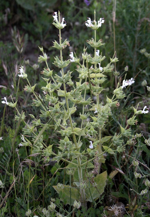 Salvia macrosiphon