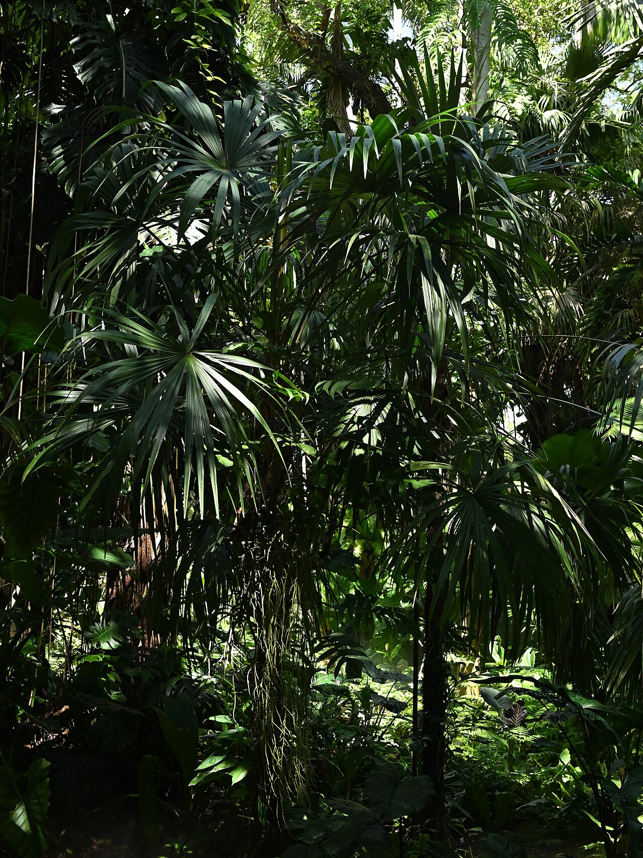 Cryosophila stauracantha
