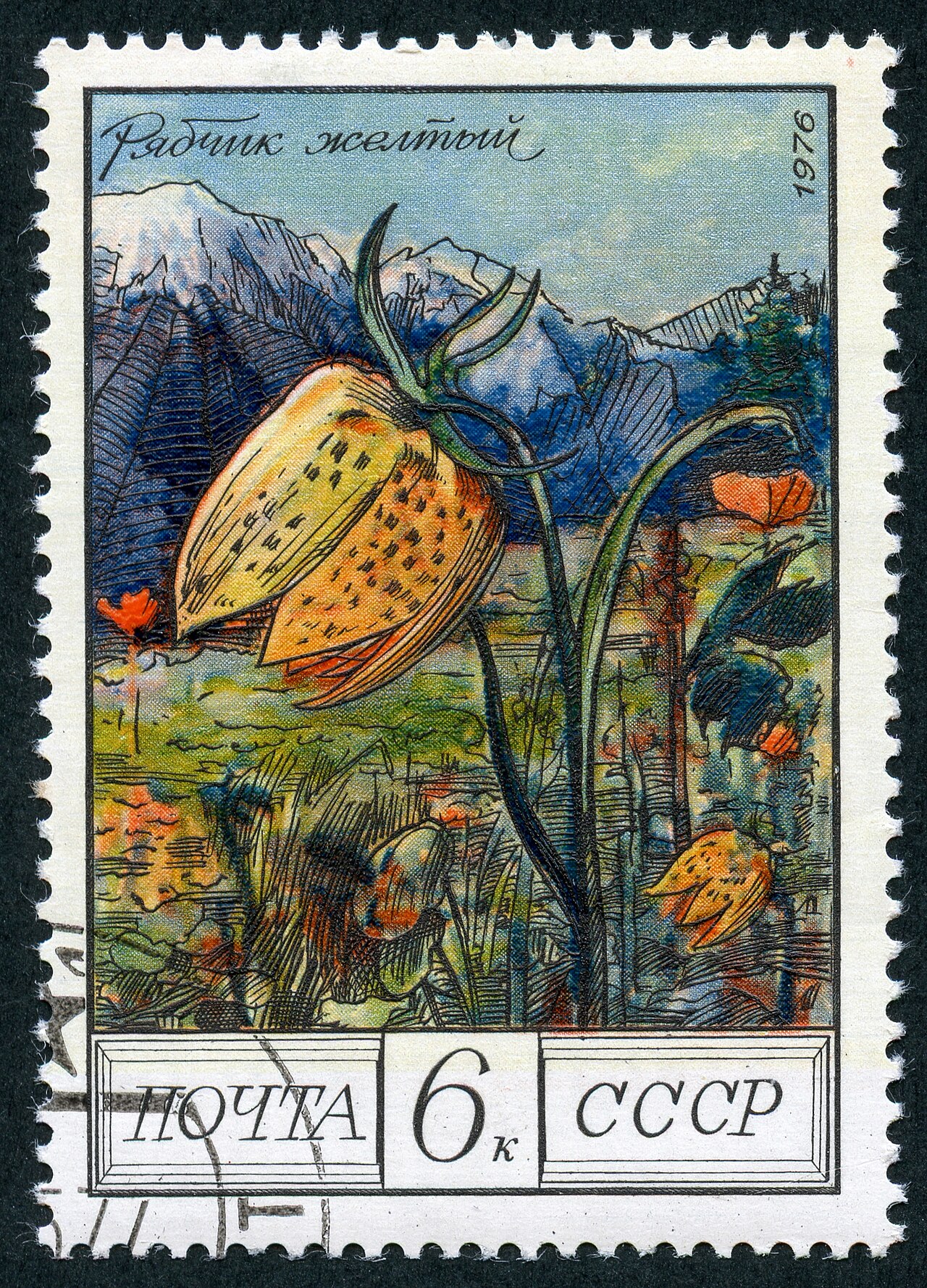 Fritillaria collina