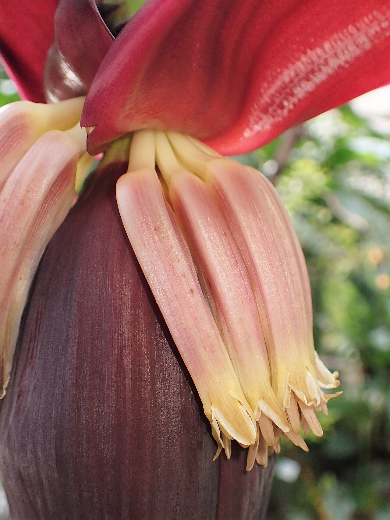 Musa acuminata