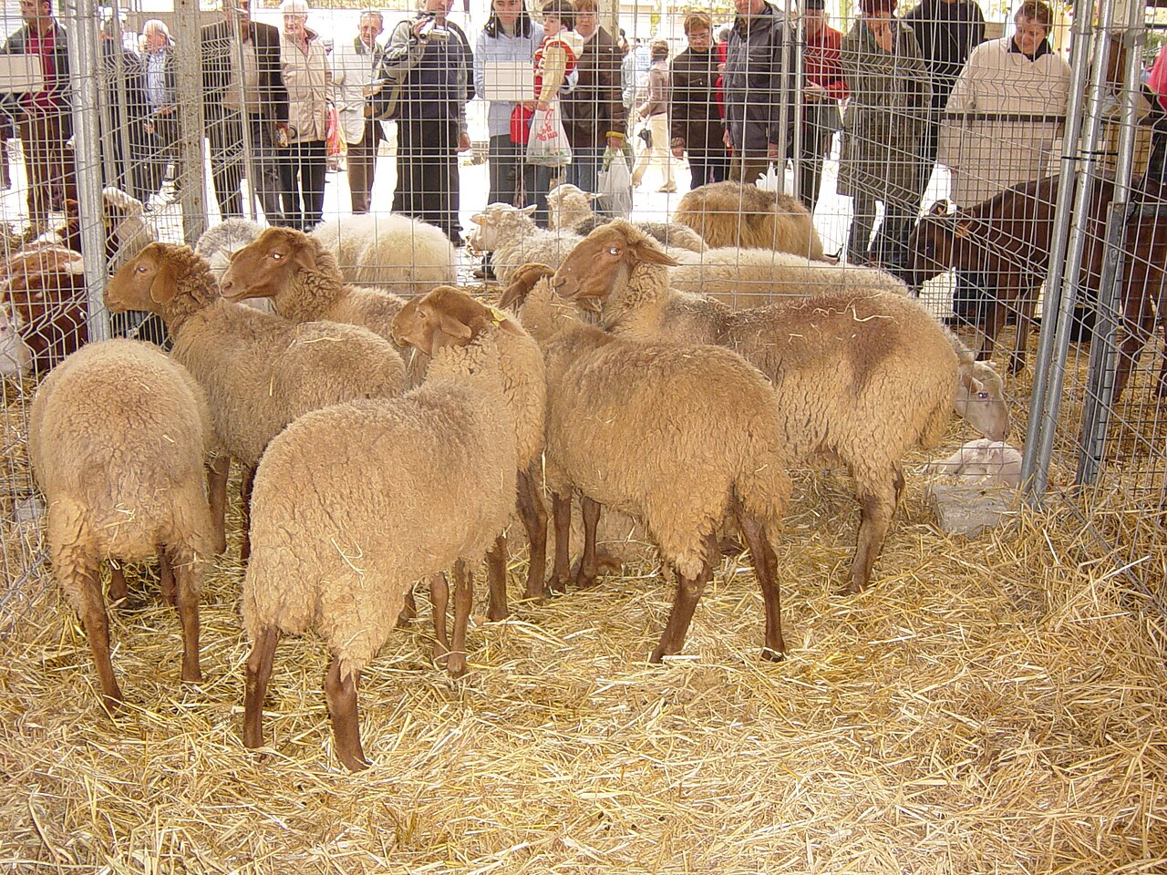 Roja Mallorquina