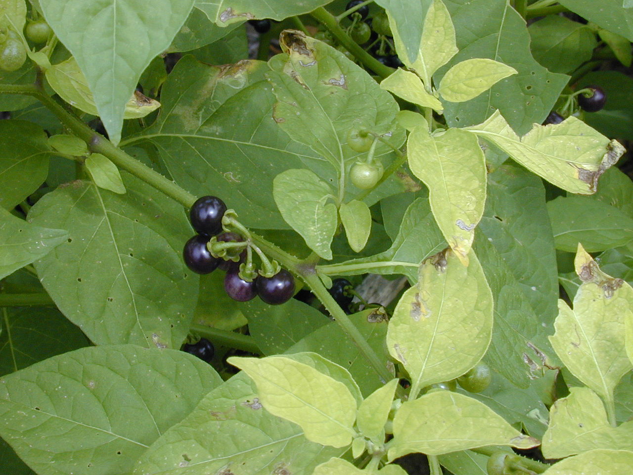 American black nightshade