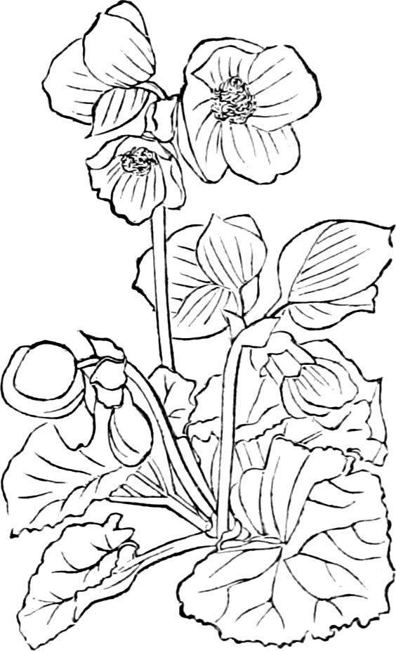 Begonia veitchii