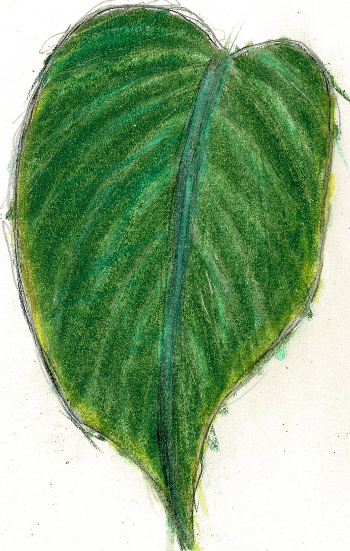Epipremnum carolinense