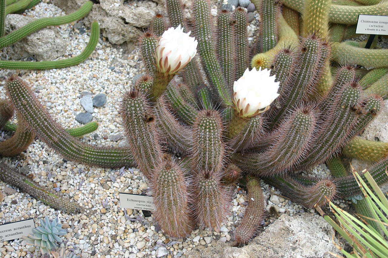 Soehrensia strigosa