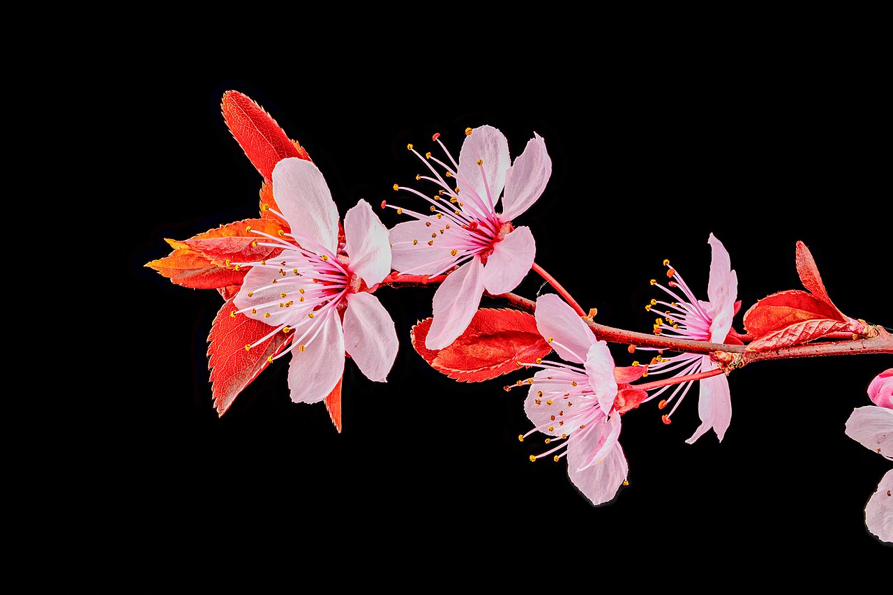 Prunus nigra