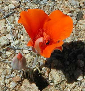 Calochortus kennedyi