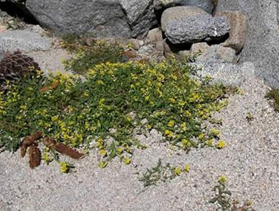 Rorippa subumbellata