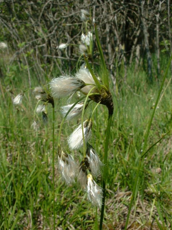 Broad-leaved bog-cotton and broad leaved