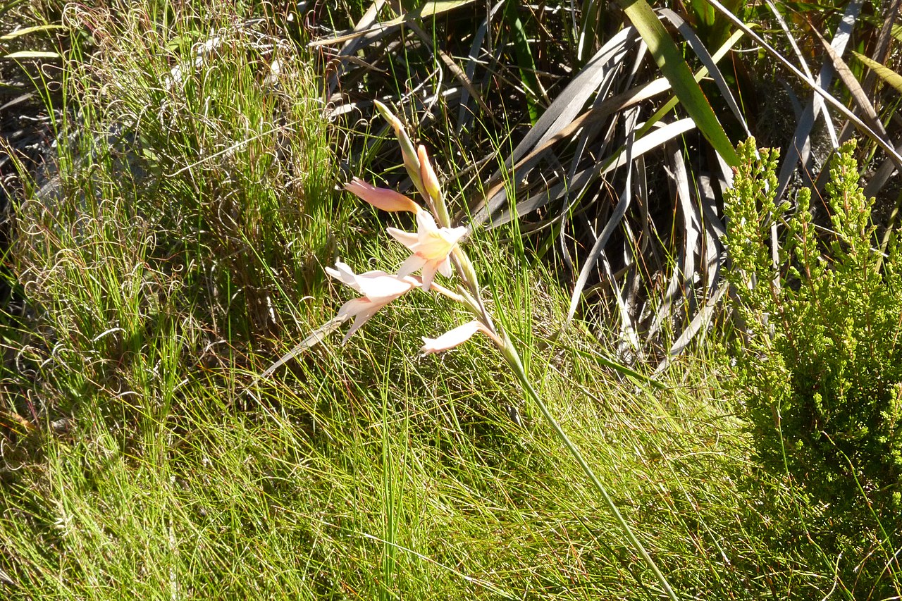 Gladiolus monticola