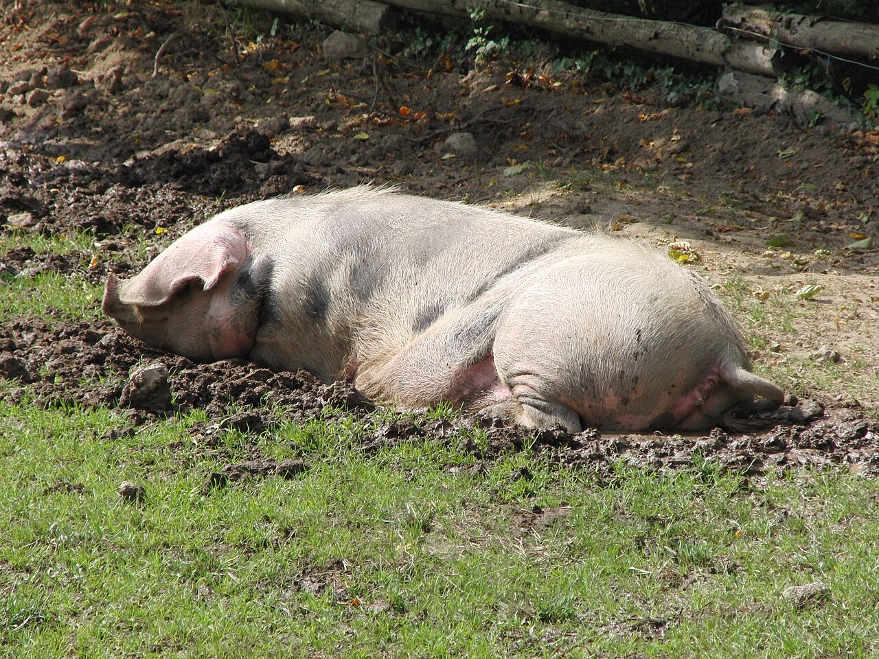 Bayeux pig