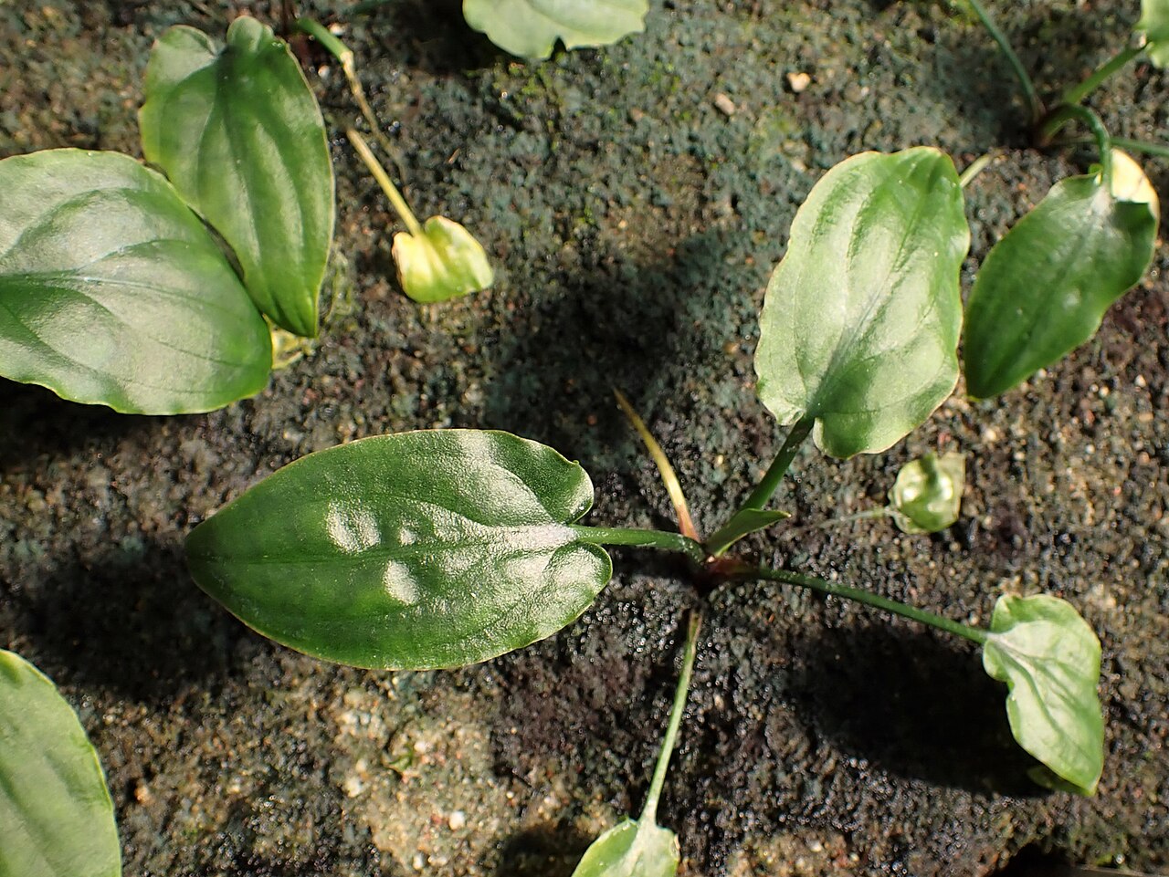 Cryptocoryne noritoi