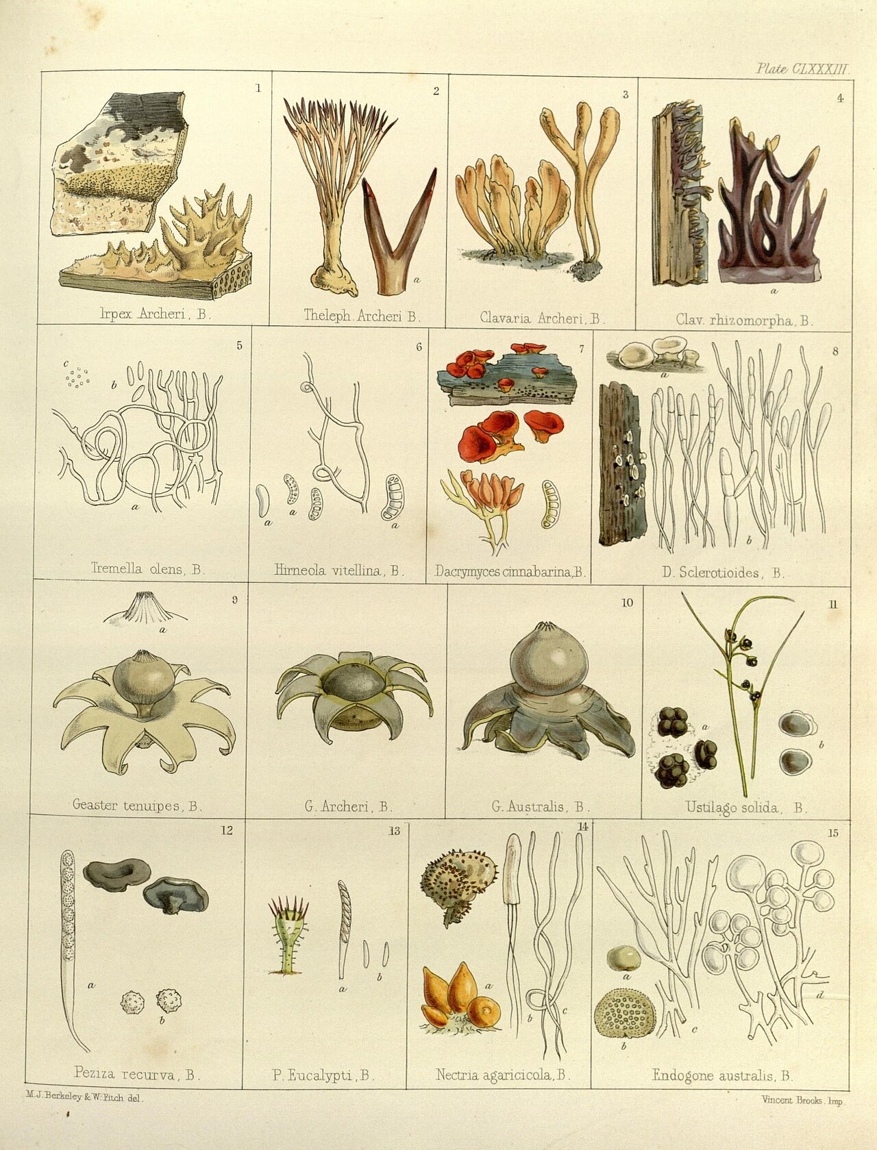 Geastrum australe