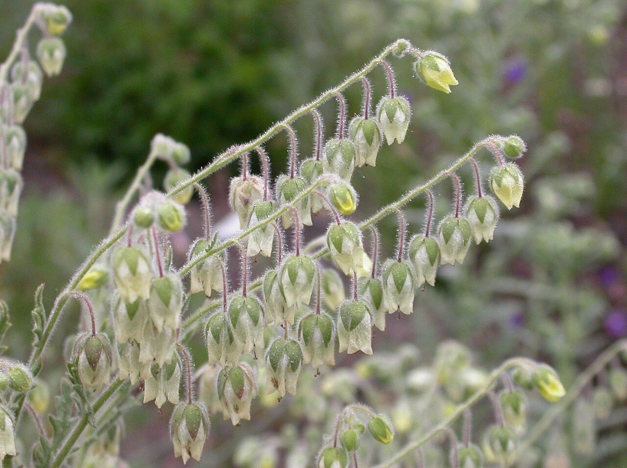 Emmenanthe