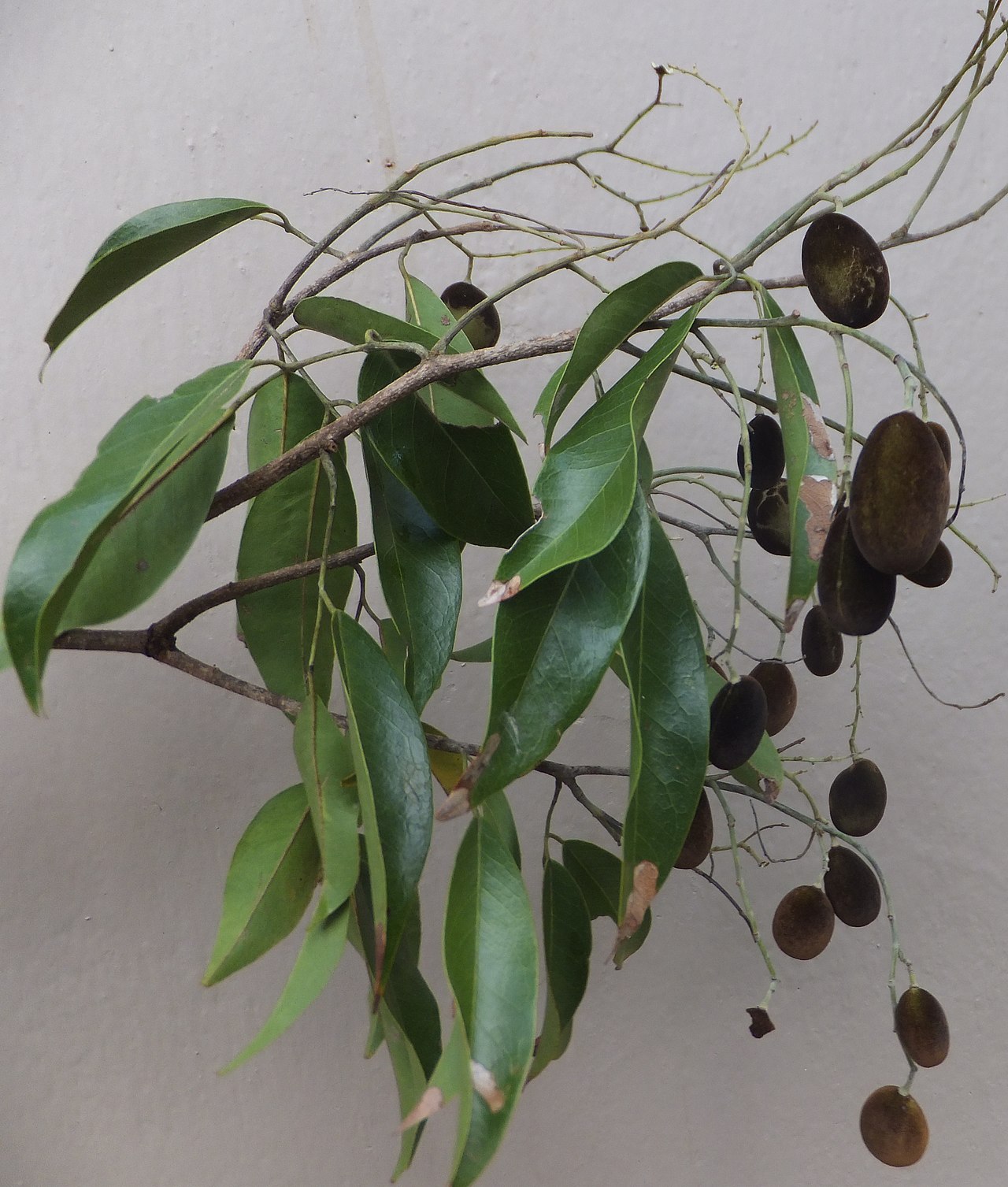 Dialium cochinchinense
