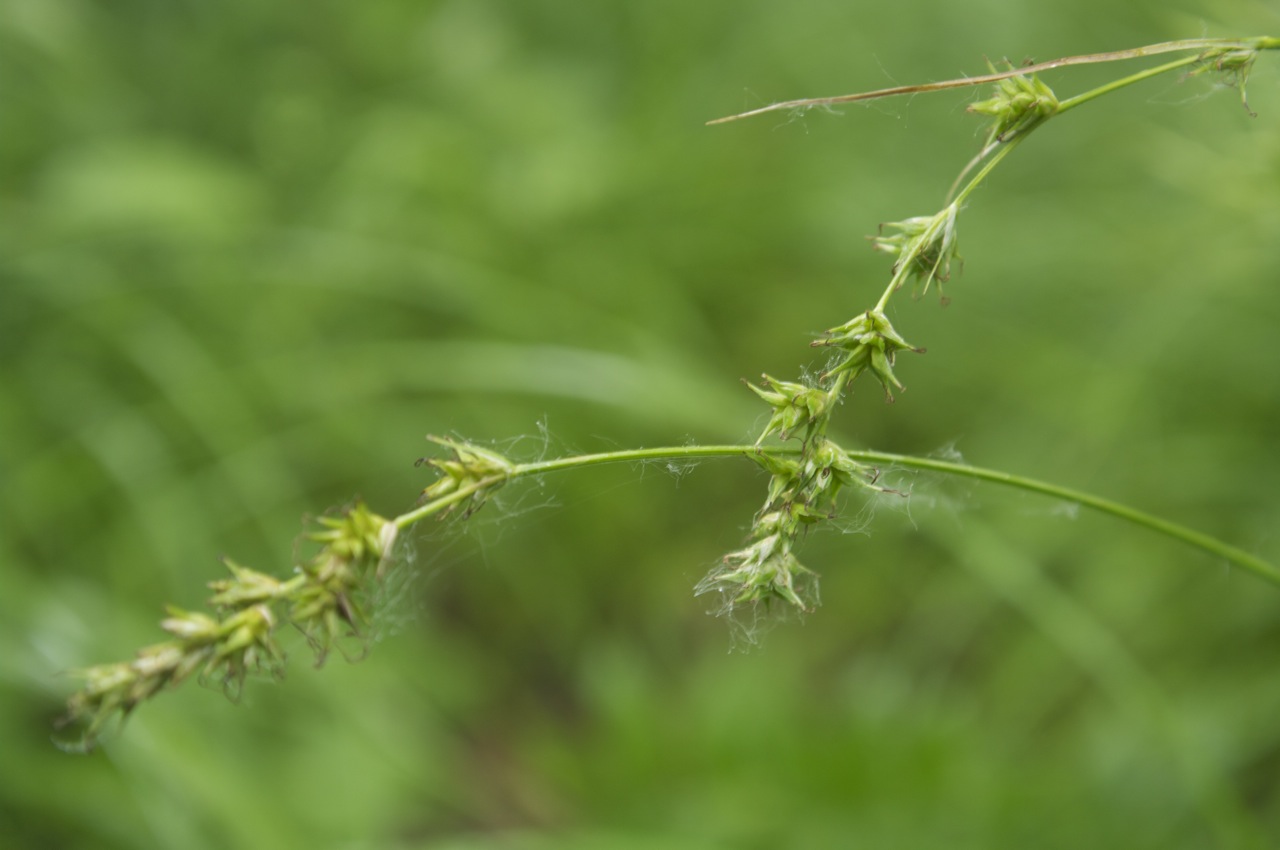 Carex accrescens