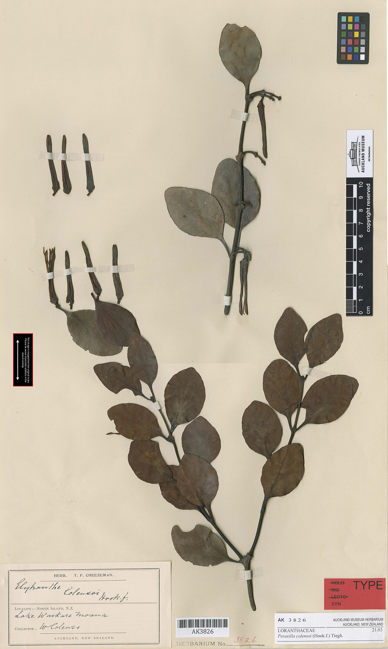 Peraxilla colensoi