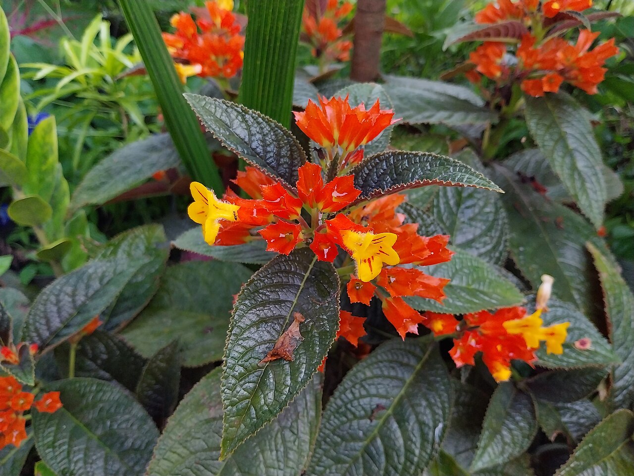 Glossoloma martinianum