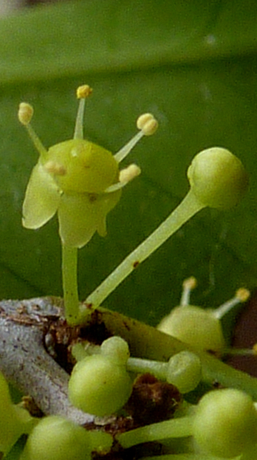 Monteverdia distichophylla