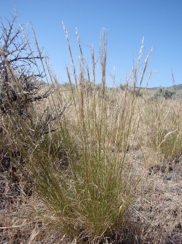 Achnatherum thurberianum