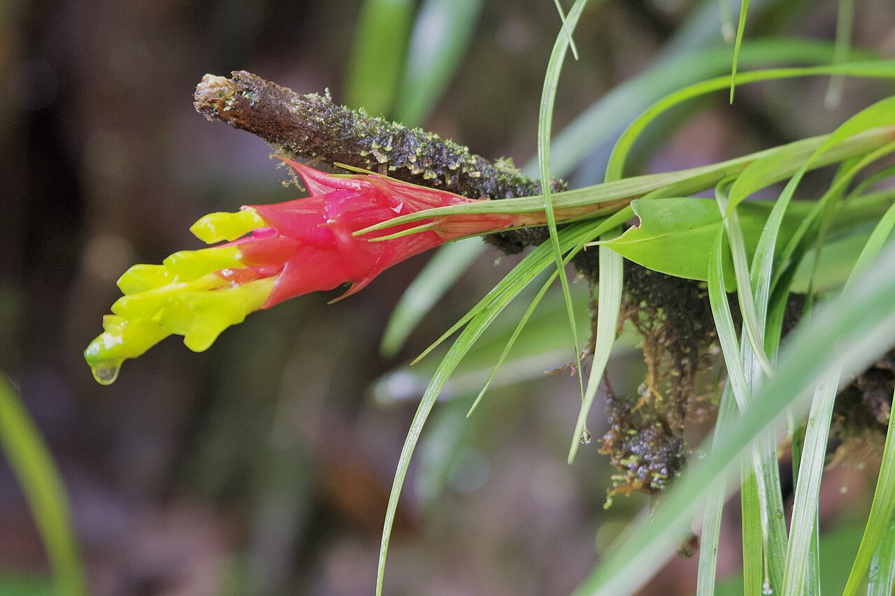 Guzmania pearcei