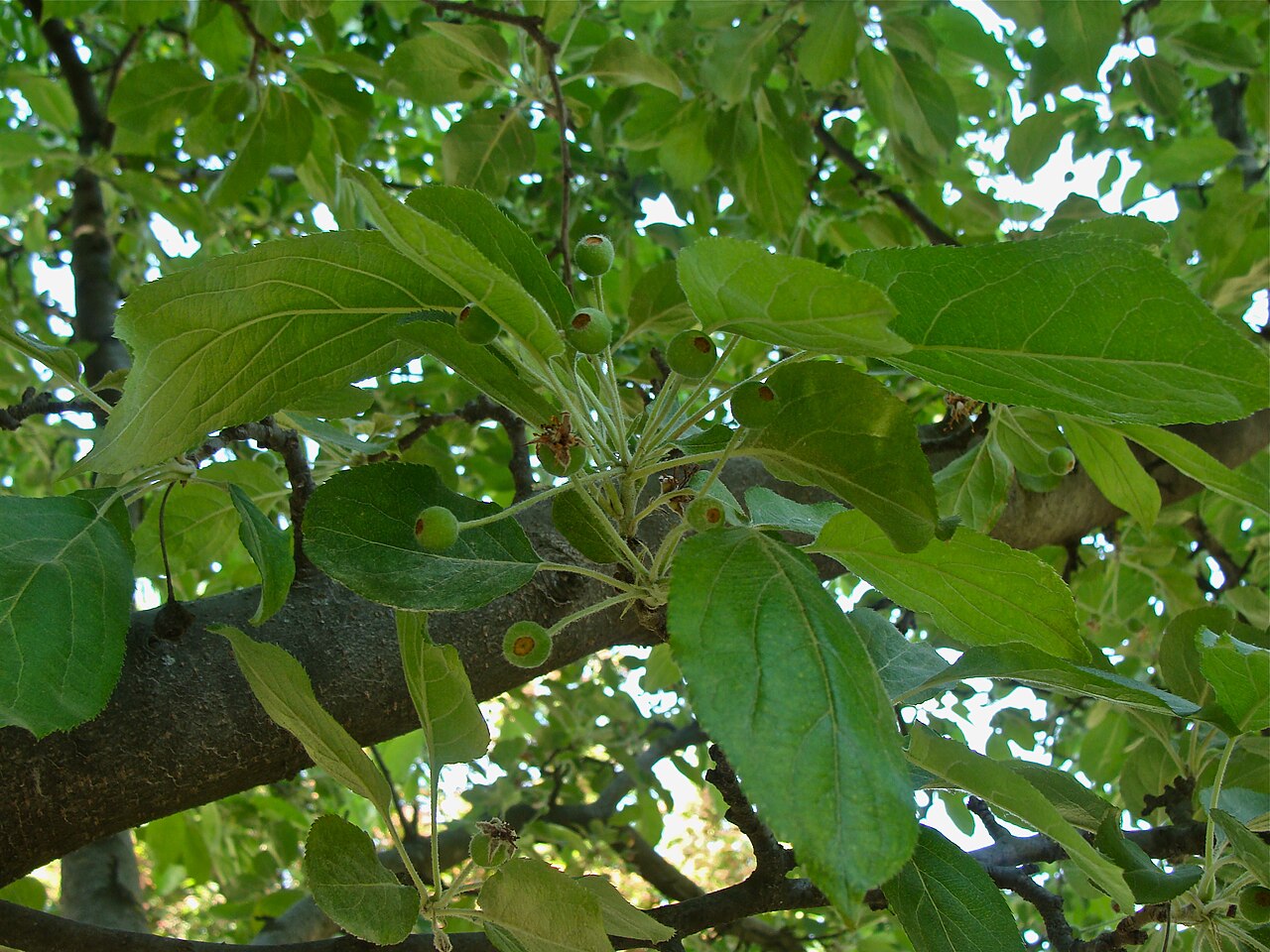 Malus hupehensis