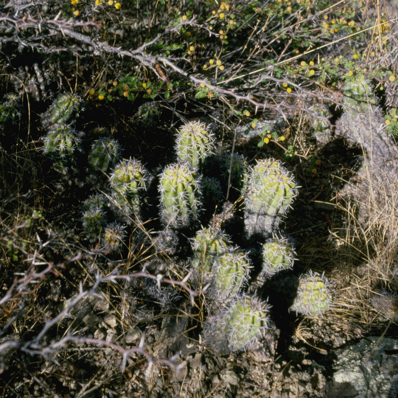 Echinopsis huotii