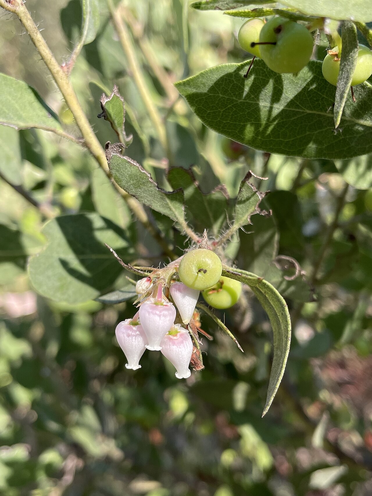 Arctostaphylos pilosula