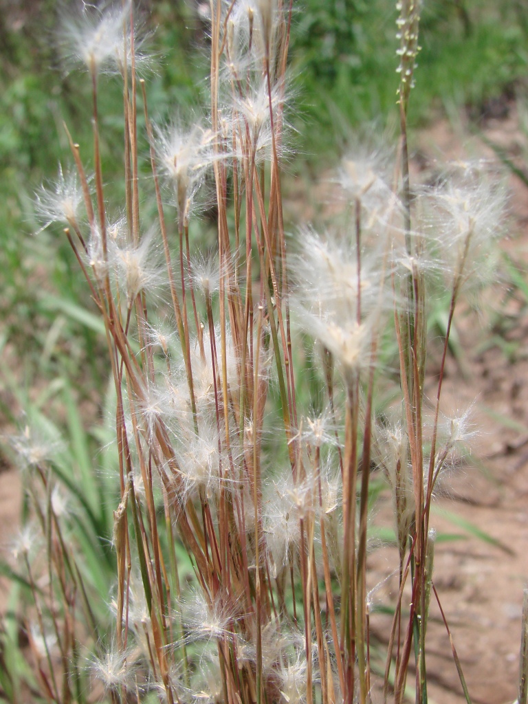 Andropogon lanuginosus