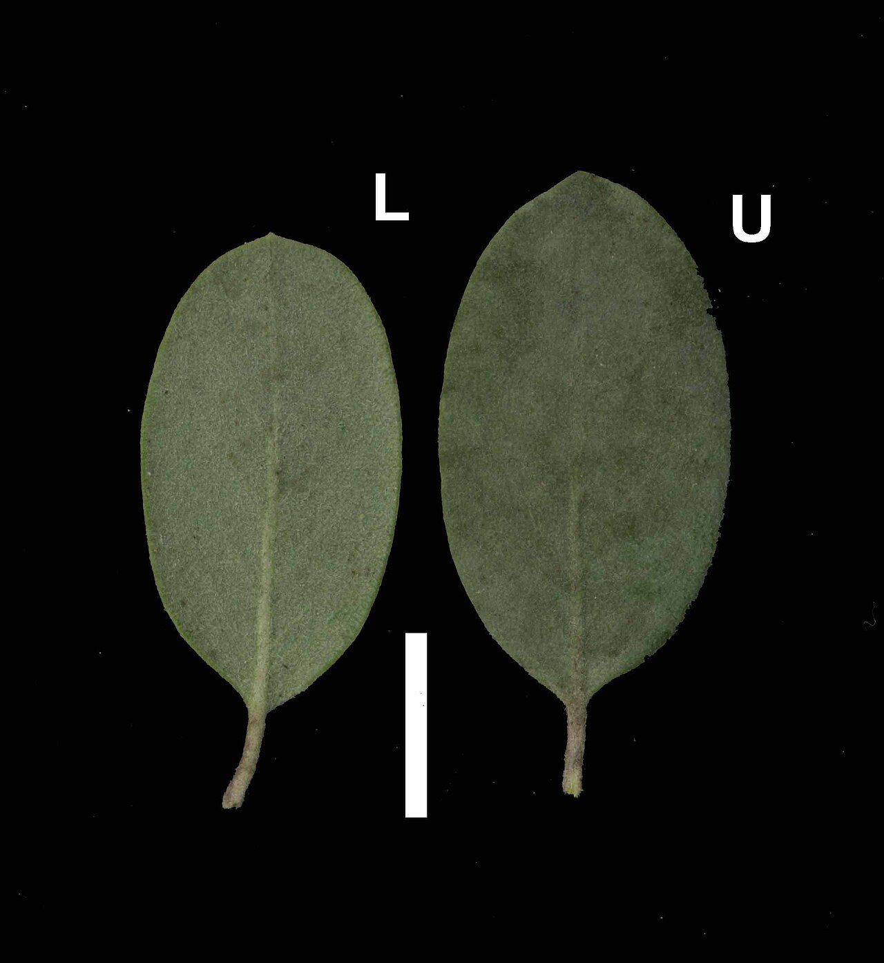Arctostaphylos silvicola
