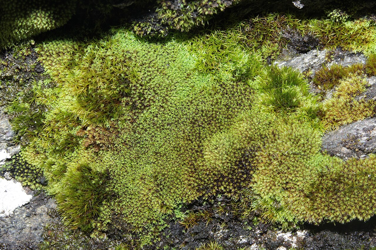 Grimmia torquata