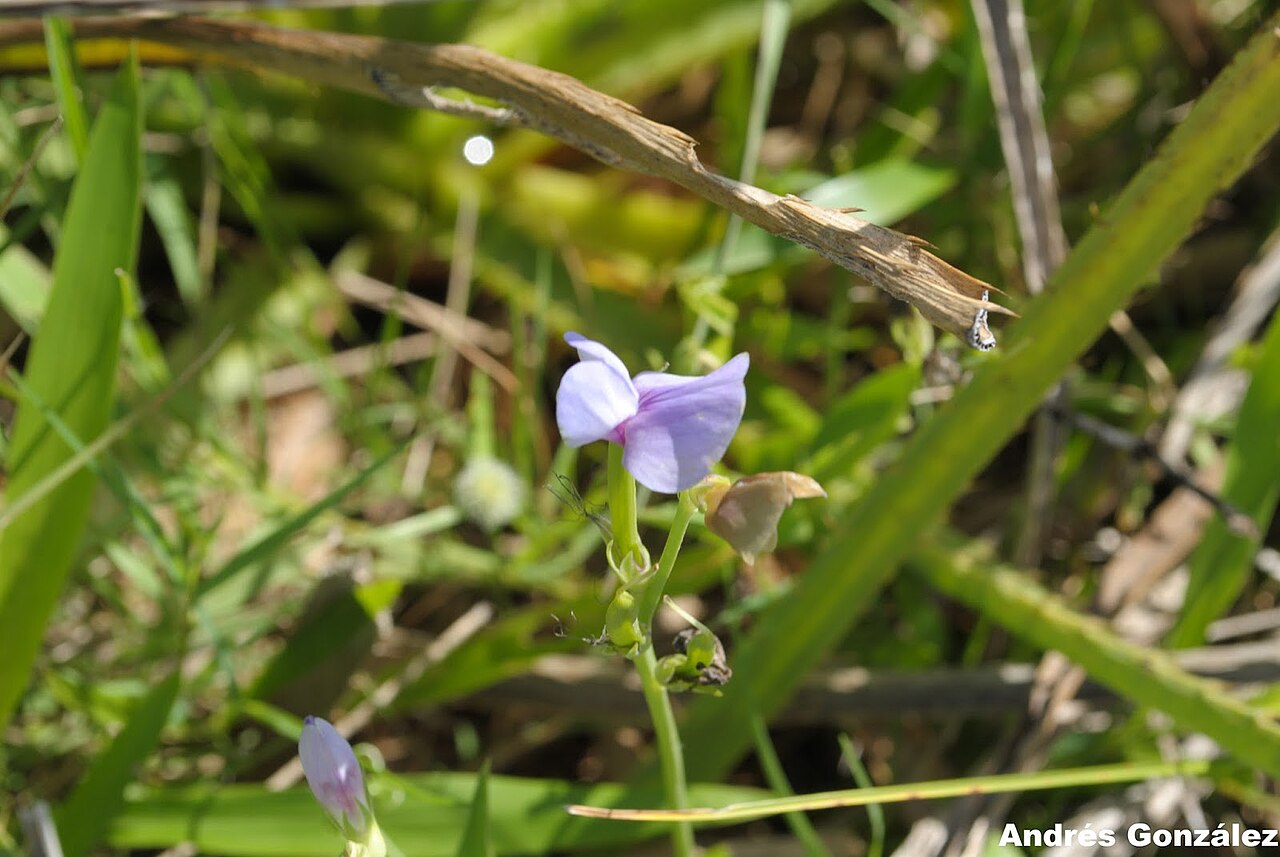 Lathyrus paranensis