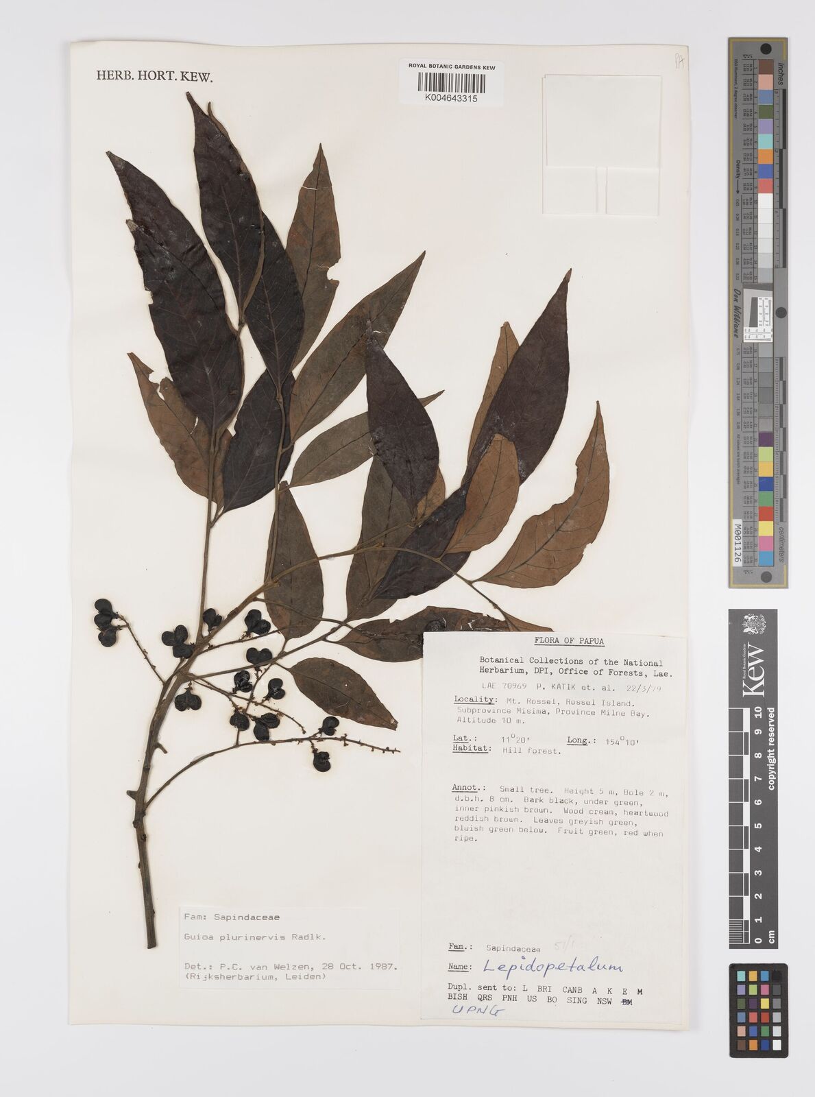 Guioa plurinervis
