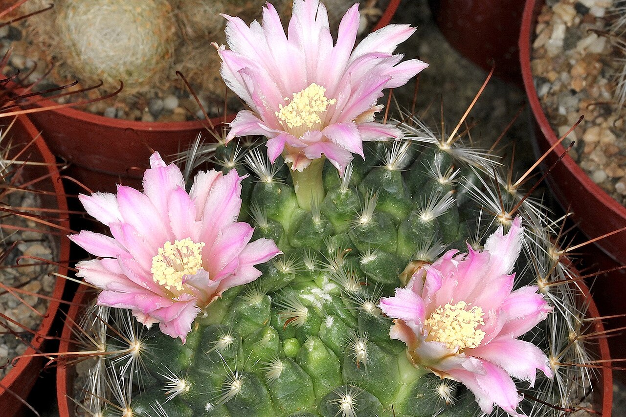 Mammillaria longiflora