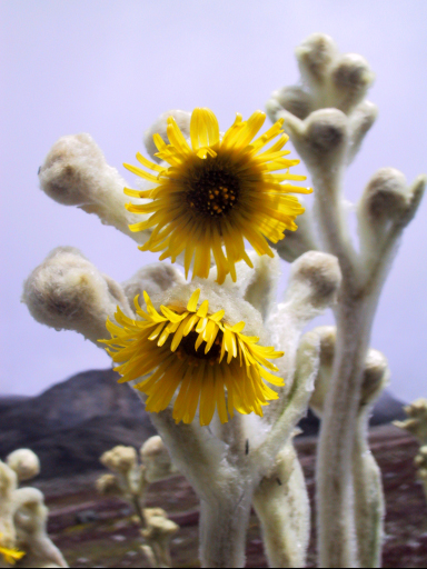Espeletia schultzii